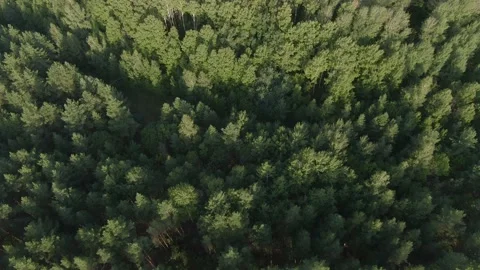 Pine forest camera tilts down in flight Stock Footage 159485570