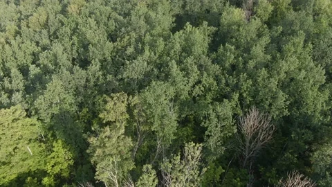 Pine forest camera tilts upward in flight Stock Footage 159485595