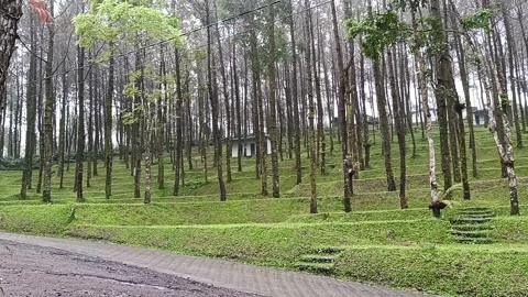 Pine forest camping ground Stock Footage 278200273