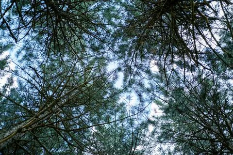 Pine forest canopy creating natural patterns against blue sky, looking Foto stock