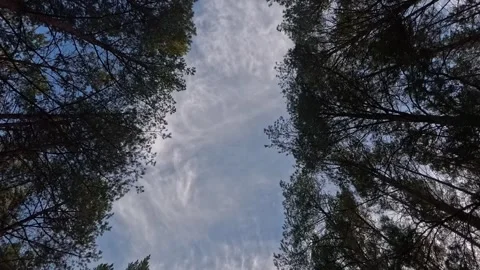 Pine Forest Canopy Slow Rotation Looking Straight Up at Sky and Clouds Video stock 346887221