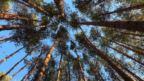 Pine Forest Canopy View Against Blue Sky 스톡 동영상 315771114