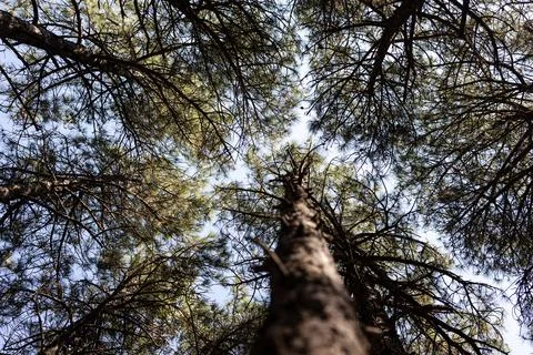 Pine forest canopy view looking up at sky Stock Photos
