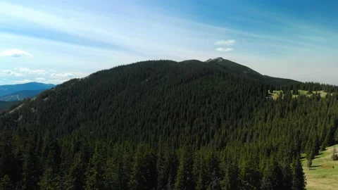 Pine forest in Carpathian mountains Stock Footage 157856833