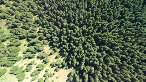 Pine forest in Carpathians Stock Footage 157856870