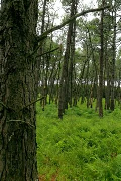 Pine forest-Ciboure Stock Photos