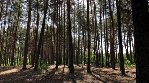 Pine forest on a clear day. Stock Footage 134536081