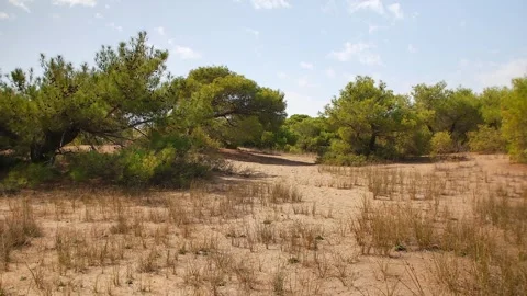 Pine Forest Clearing with Dry Sandy Ground in Antalya, Turkey Stock Footage 314697959