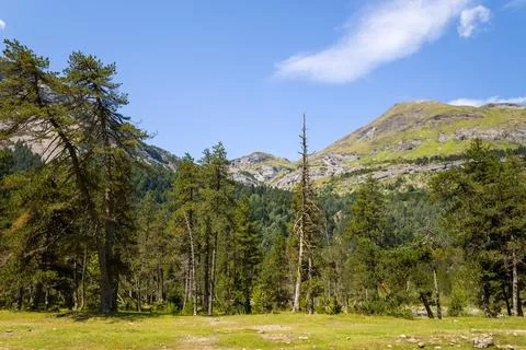 Pine forest clearing with mountain view, Pyrenees Stock Photos