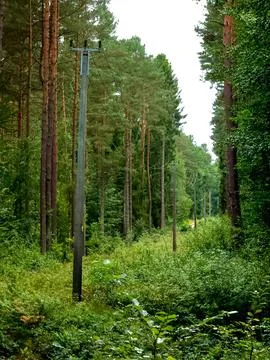 Pine forest clearing with utility poles Stock Photos