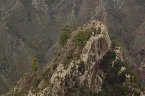 Pine forest on cliffs Stock Photos