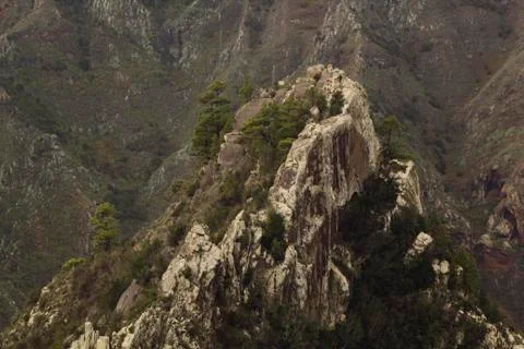 Pine forest on cliffs Stock Photos
