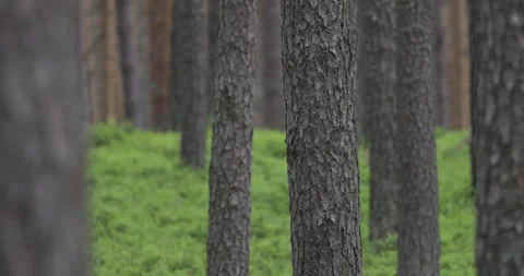 Pine forest close up, 4K slomo Stock Footage 244306737