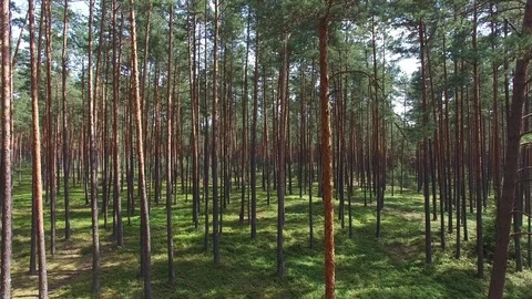 Pine forest close, aerial view Stock Footage 85614977