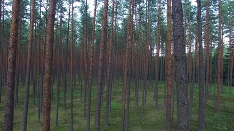Pine forest close, aerial view Stock Footage 85615015
