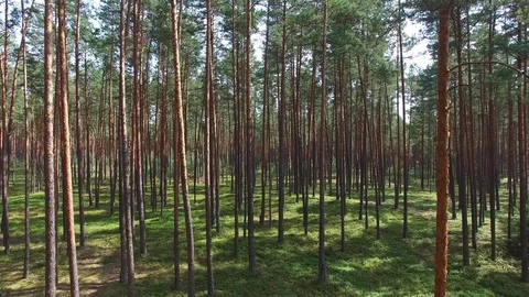 Pine forest close, aerial view Stock Footage 85615092