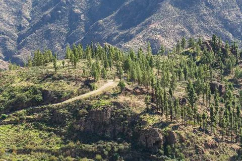 Pine Forest Close To Artenara Stock Photos