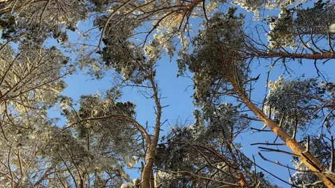 Pine forest close up Stock Footage 226951277