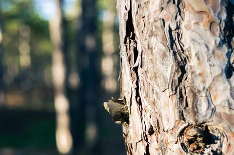 Pine forest, close-up of pine and its bark. Stock Photos