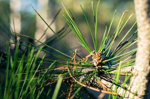 Pine forest, close-up of pine needles. Stock Photos