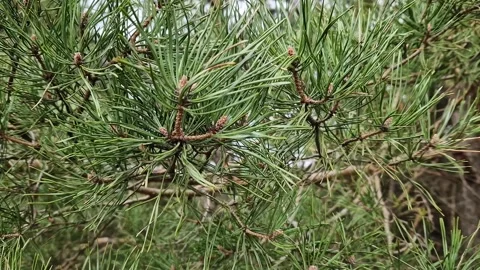 Pine forest, close-up view of a branch Stock Footage 270232501