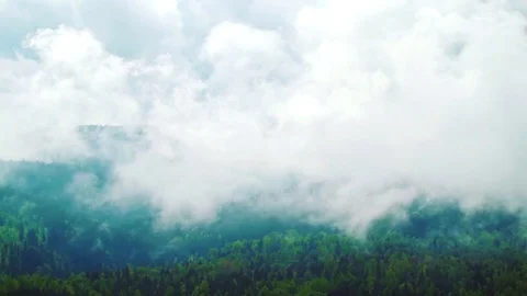 Pine forest with clouds and fog Stock Footage 75604411