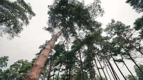 Pine forest on a cloudy day, view from below. tall pine trees Stock Footage 252423876