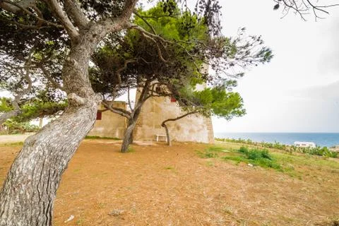 Pine forest on the coast Stock Photos