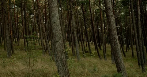 Pine forest, coniferous forest, semi-dark, tracking shot Stock Footage 115625014