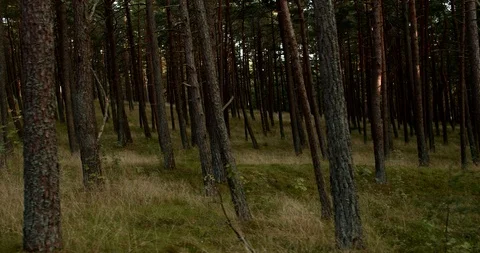 Pine forest, coniferous forest, semi-dark, tracking shot Stock Footage 115625937