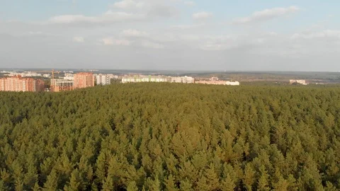 Pine Forest. Construction on the Outskirts 4K Stock Footage 117282713