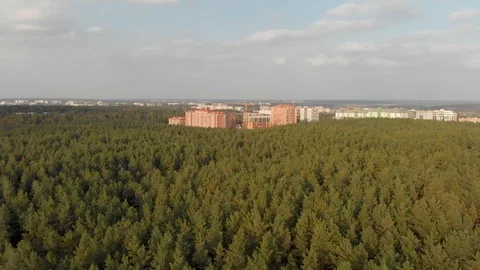Pine Forest. Construction on the Outskirts Stock Footage 117283866