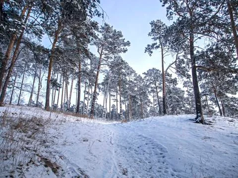 Pine forest on a cool winter evening Stock Photos