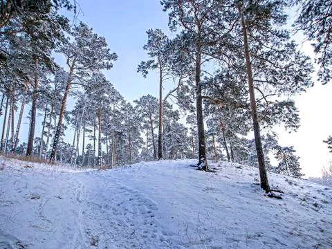Pine forest on a cool winter evening Stock Photos