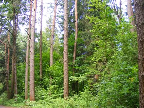 Pine forest. Countryside, conservation. Stock Photos