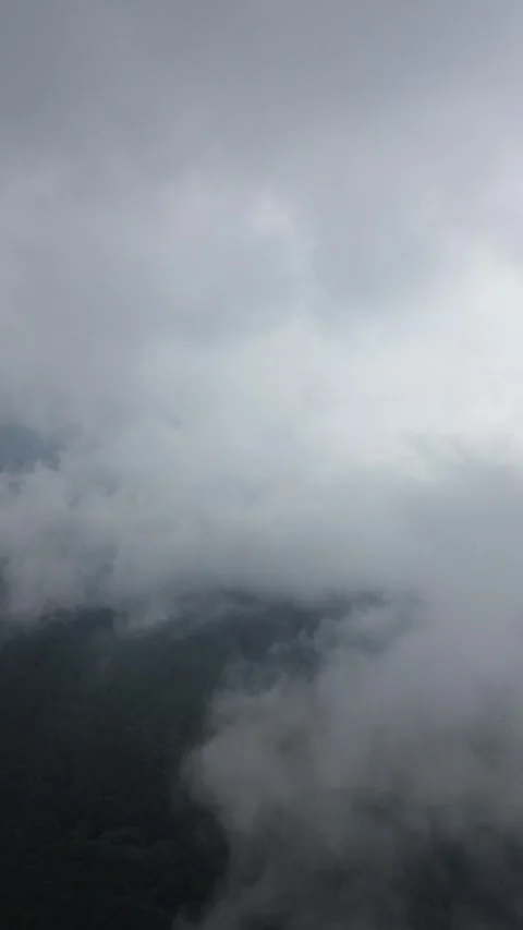 Pine Forest Covered by Cloud Stock Footage 303817523