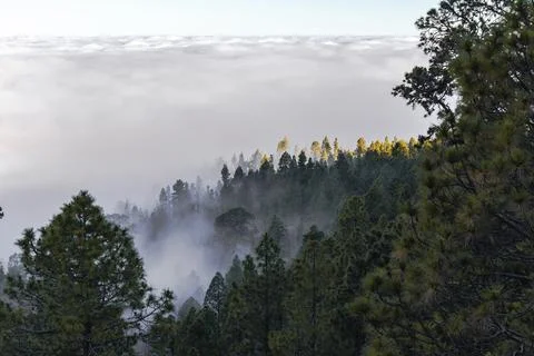 Pine forest covered with clouds in Teide National Park, Tenerife. Stock Photos