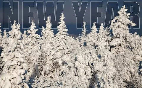 The pine forest is covered with fluffy snow. Meet 2022 Stock Photos