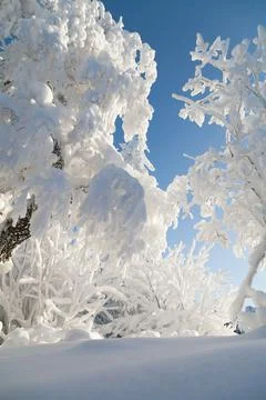 The pine forest is covered with fluffy snow. Meet 2022 Stock Photos