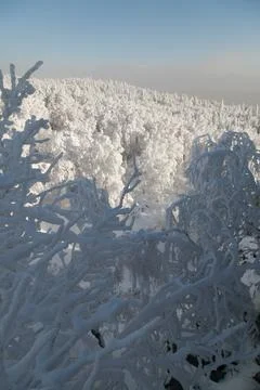 The pine forest is covered with fluffy snow. Meet 2022 Stock Photos