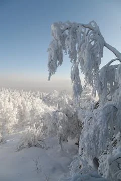The pine forest is covered with fluffy snow. Meet 2022 Stock Photos