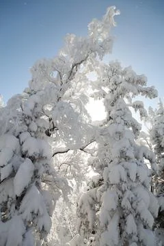 The pine forest is covered with fluffy snow. Meet 2022 Stock Photos