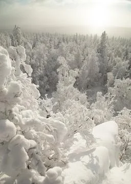 The pine forest is covered with fluffy snow. Meet 2022 Stock Photos