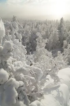 The pine forest is covered with fluffy snow. Meet 2022 Stock Photos