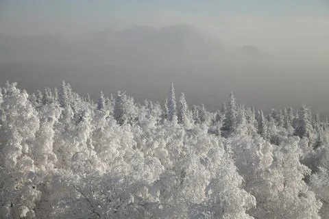 The pine forest is covered with fluffy snow. Meet 2022 Stock Photos