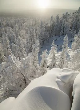 The pine forest is covered with fluffy snow. Meet 2022 Stock Photos
