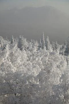 The pine forest is covered with fluffy snow. Meet 2022 Stock Photos