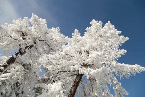 The pine forest is covered with fluffy snow. Meet 2022 Stock Photos