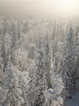 The pine forest is covered with fluffy snow. Meet 2022 Stock Photos