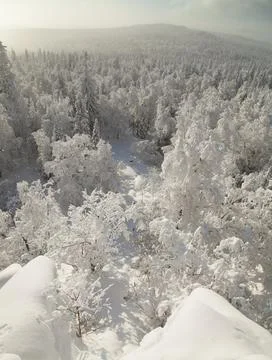 The pine forest is covered with fluffy snow. Meet 2022 Stock Photos